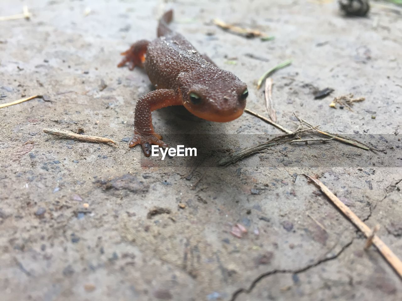 Close-up of lizard