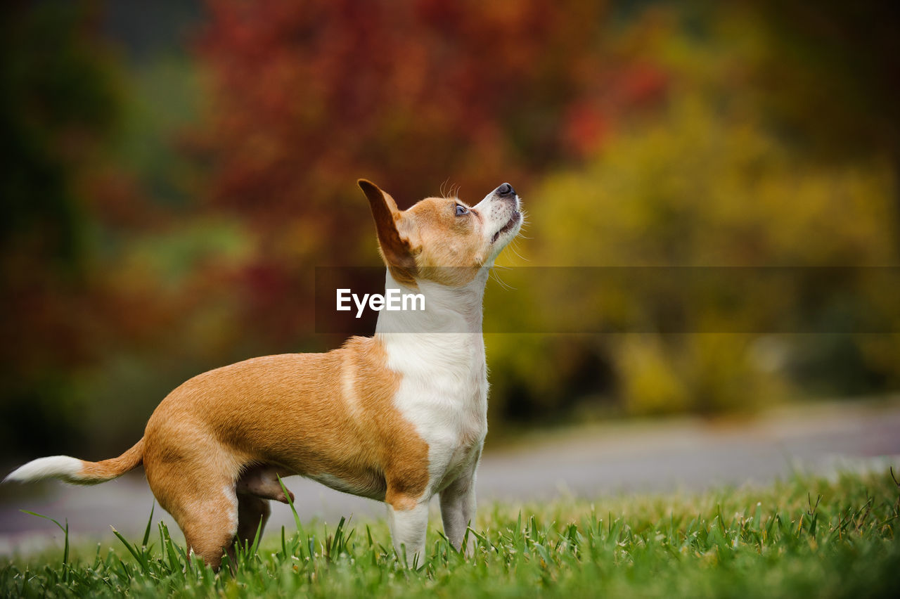 Chihuahua on grassy field