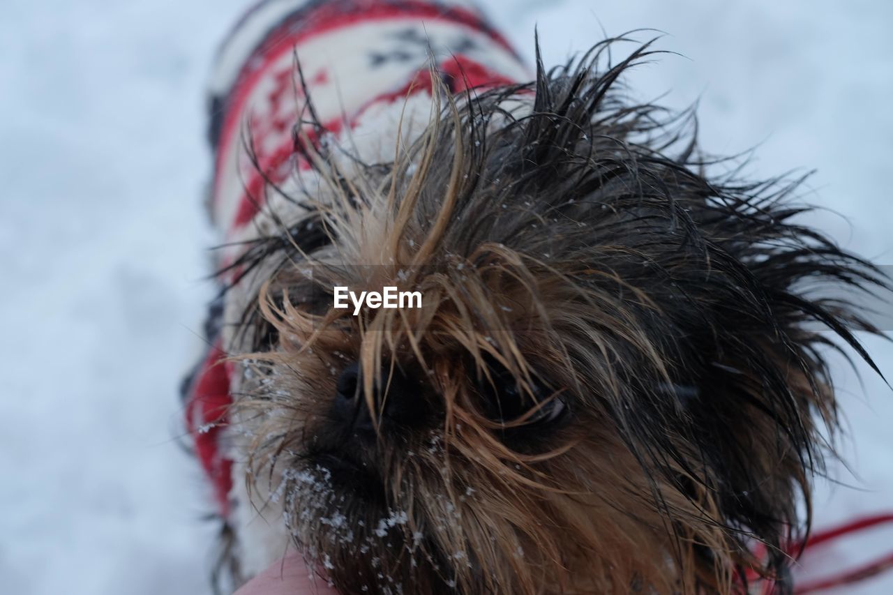 close-up of dog against sky