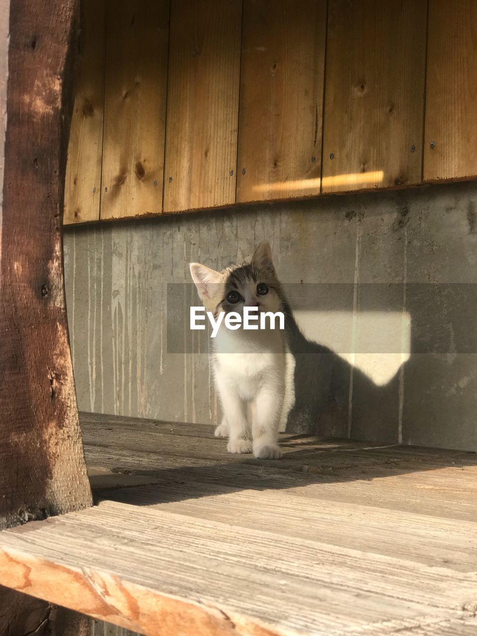 CAT SITTING ON WOOD