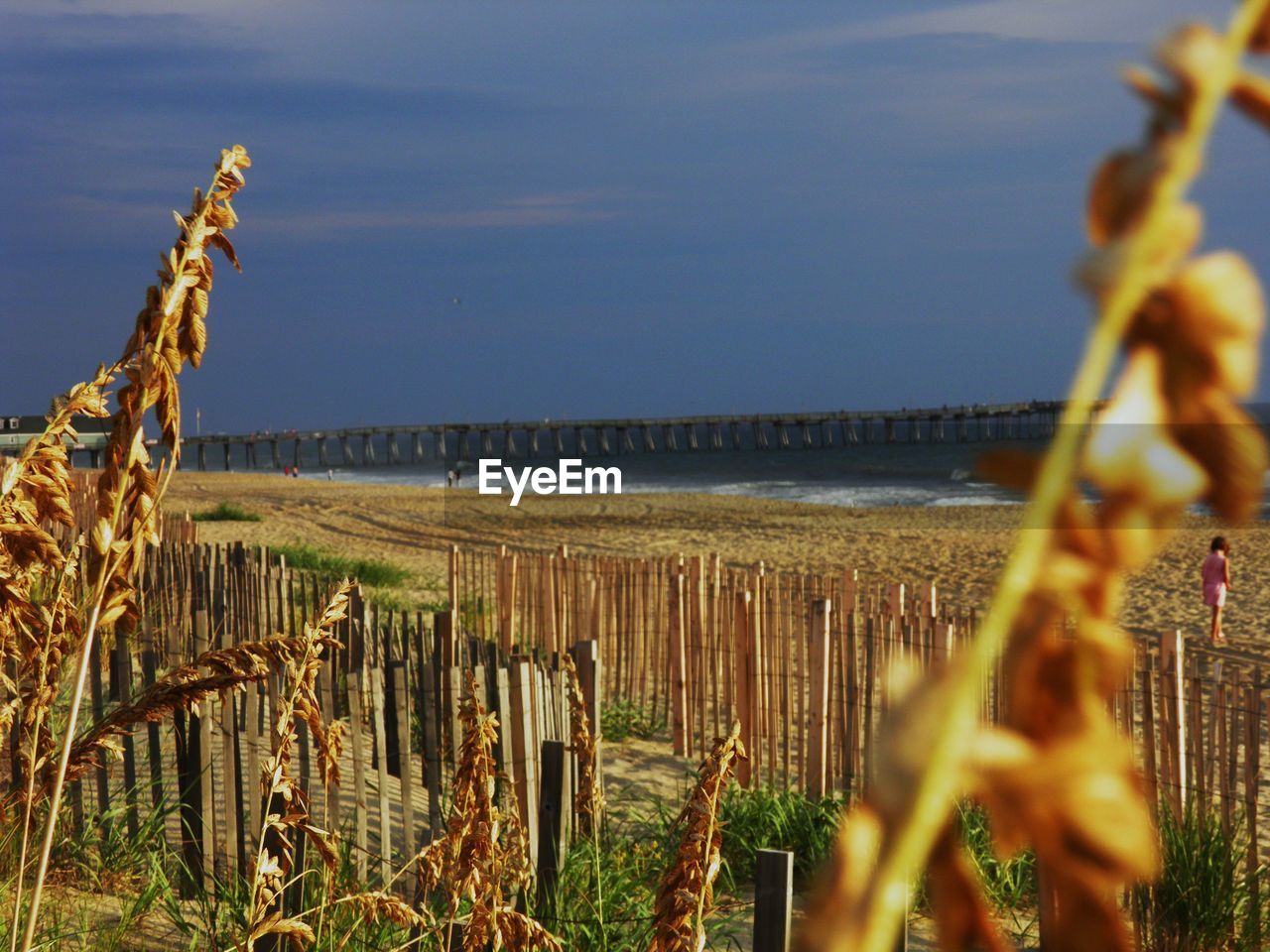 Close-up of grass by sea against sky