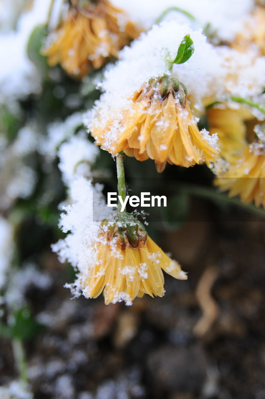 CLOSE-UP OF YELLOW FLOWER IN SNOW