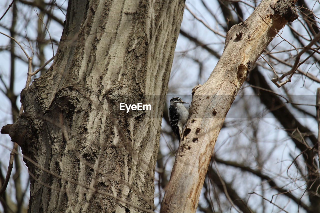 tree, branch, plant, winter, spring, trunk, tree trunk, wildlife, animal themes, animal, animal wildlife, nature, bird, one animal, no people, low angle view, leaf, day, bare tree, outdoors, focus on foreground, mammal, twig, sky, wood, perching, squirrel