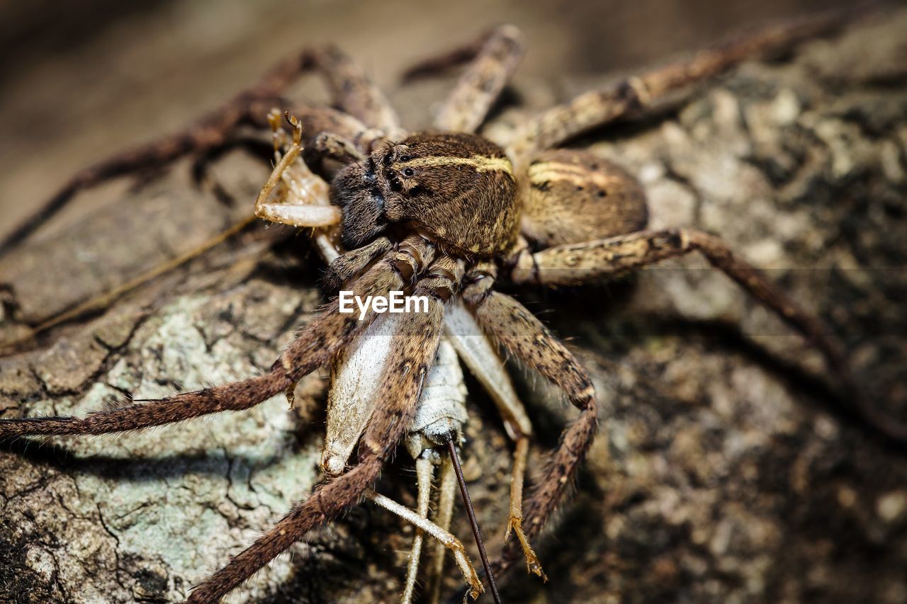 CLOSE-UP OF SPIDER ON LEAF