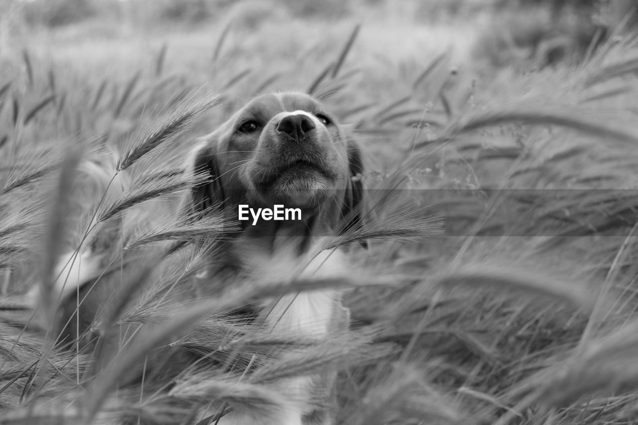 Close-up of dog looking away on field