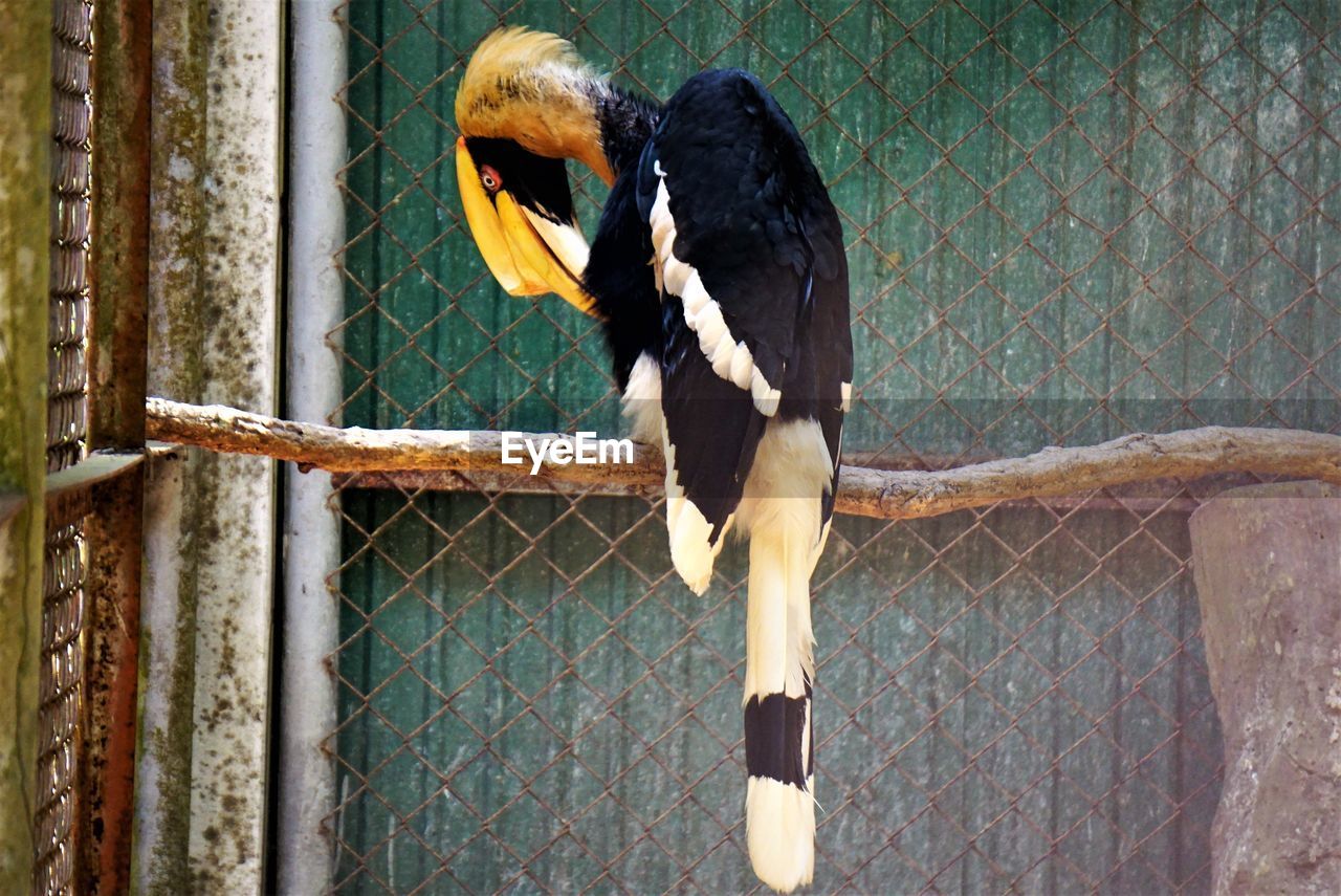 Close-up of bird in cage