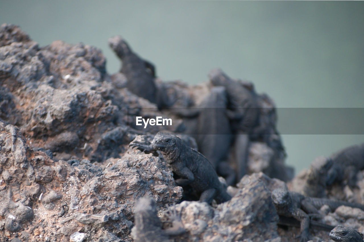soil, rock, nature, no people, animal themes, animal wildlife, close-up, animal, wildlife, day, volcano, geology, outdoors, land, selective focus, focus on foreground, volcanic rock, environment, macro photography