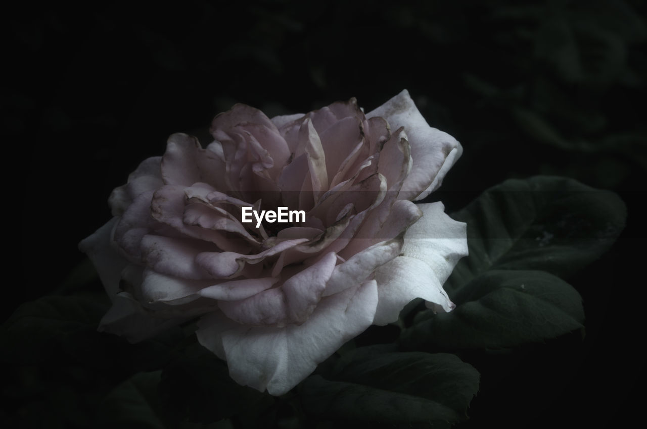 Close-up of rose over black background