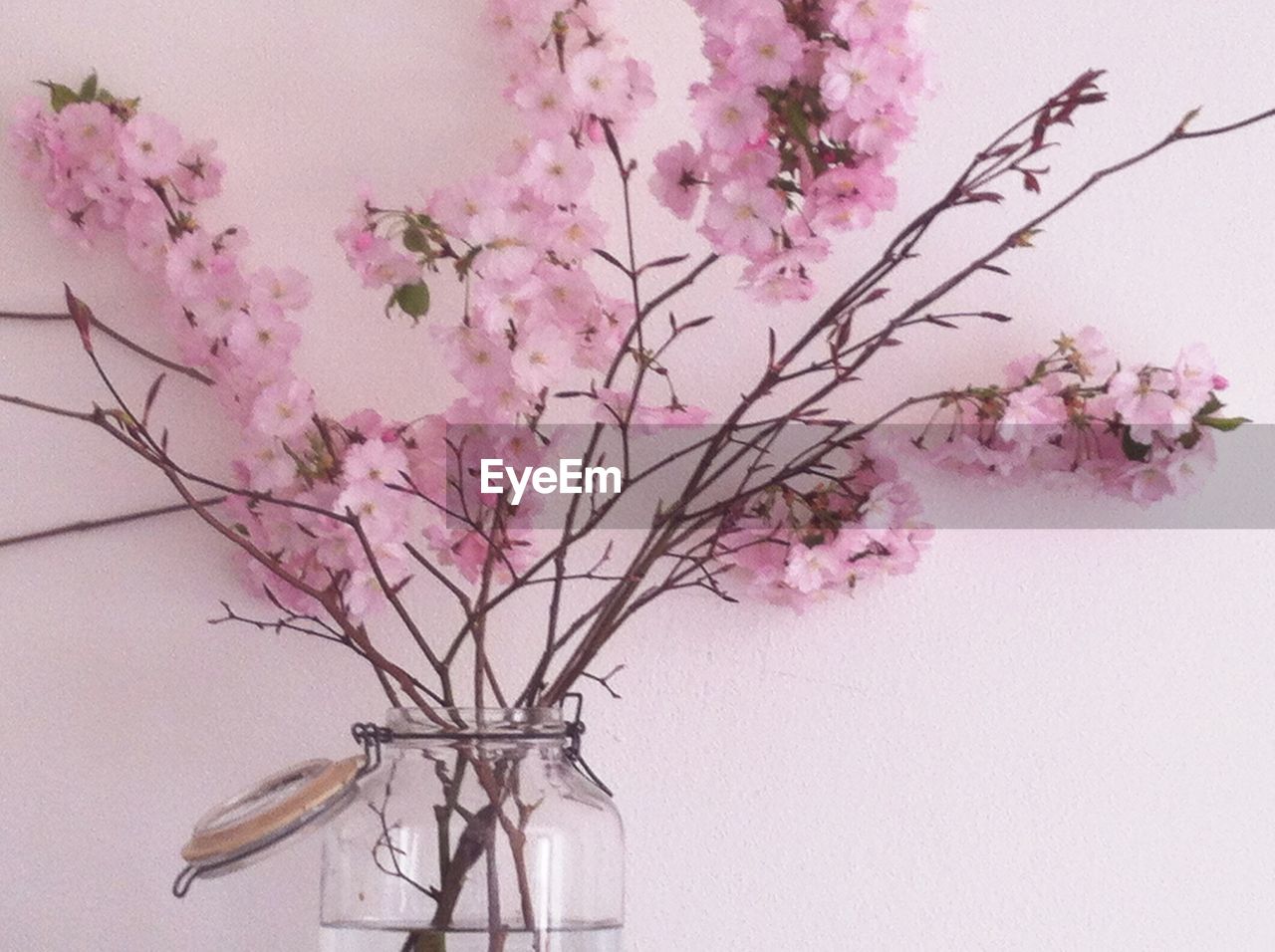 CLOSE-UP OF CHERRY BLOSSOM TREE AGAINST SKY