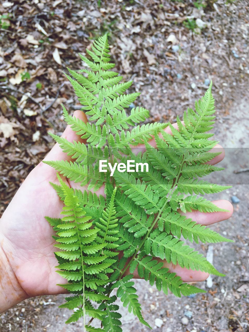 CLOSE-UP OF HAND HOLDING PLANT