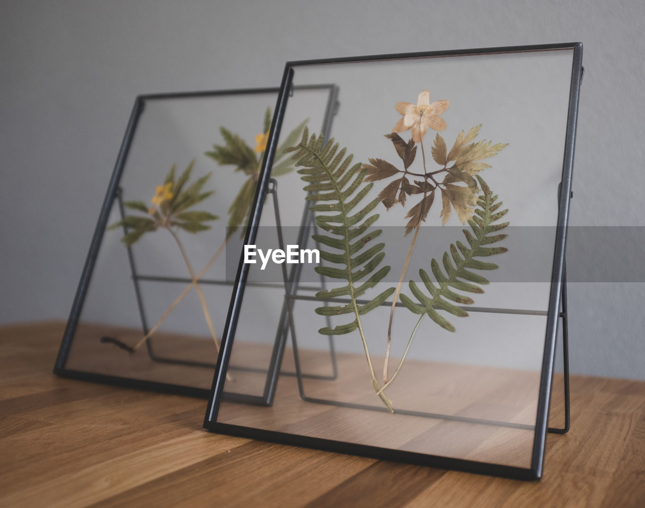 Dryed flowers in a picture frame