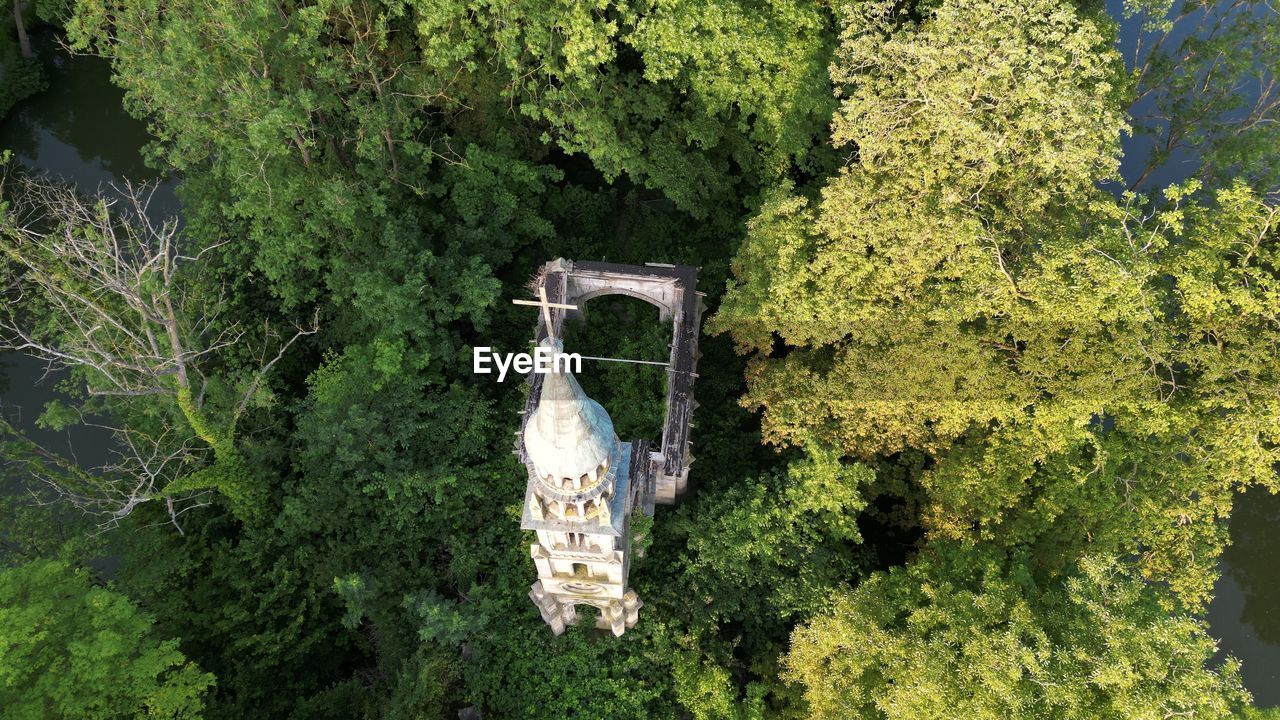 high angle view of tree in forest