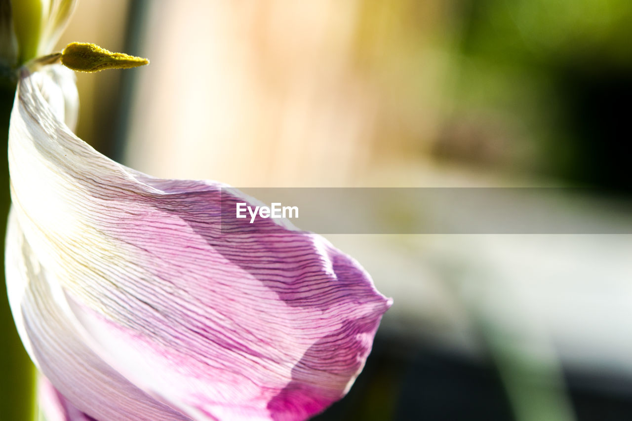 CLOSE-UP OF FLOWER HEAD