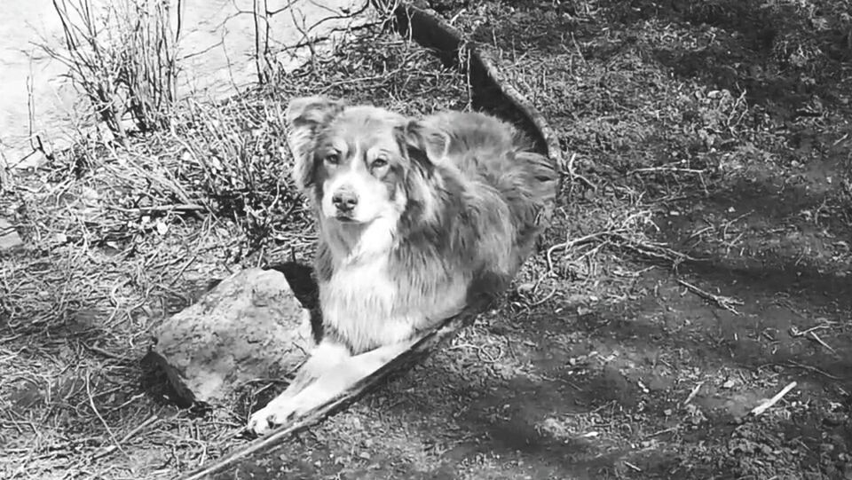 PORTRAIT OF DOG IN WATER