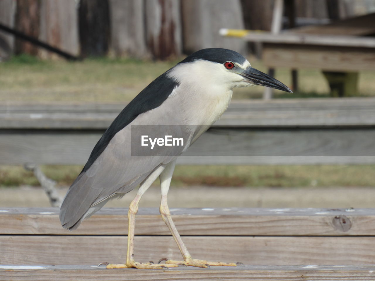 Side view of black crowned night heron perching on wooden railing