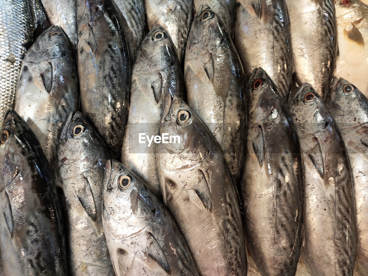 Full frame shot of fish for sale in market