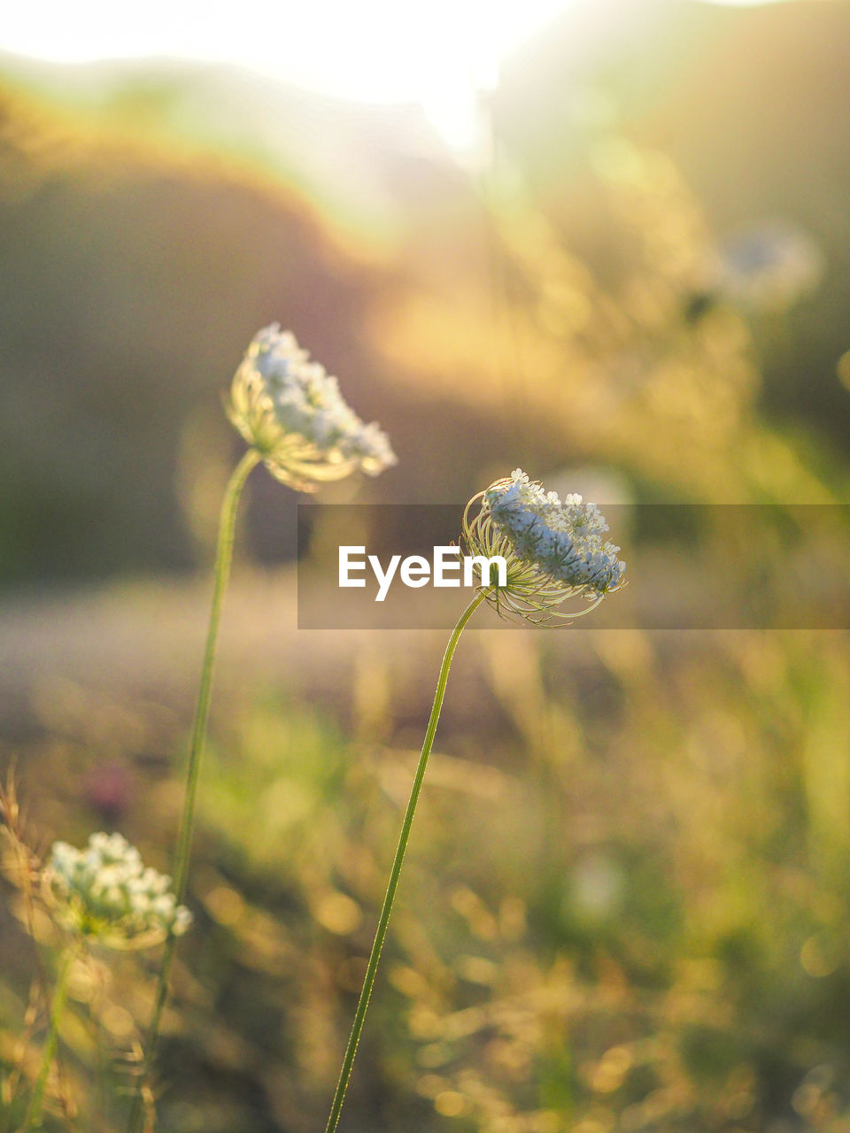 plant, nature, flower, beauty in nature, sunlight, flowering plant, macro photography, close-up, freshness, green, back lit, grass, sun, no people, yellow, focus on foreground, fragility, leaf, environment, summer, sunbeam, outdoors, sky, meadow, tranquility, lens flare, land, growth, animal wildlife, day, selective focus, animal, sunset, animal themes, landscape, field, springtime, plain, wildflower, water, light - natural phenomenon