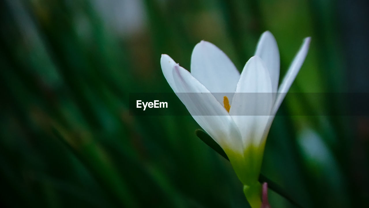 Close-up of white flowering plant