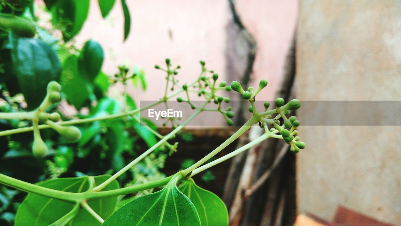 CLOSE-UP OF GREEN PLANT WITH BUDS