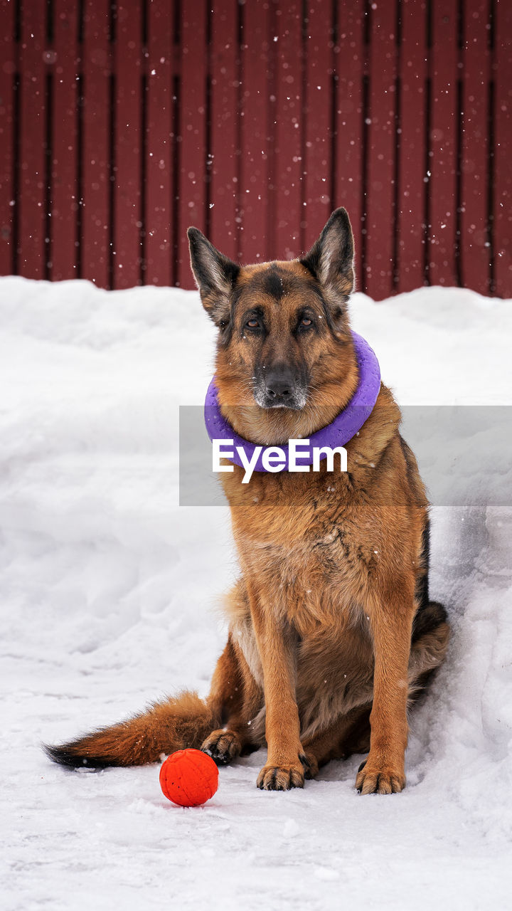 A dog with his toys sits outside in winter