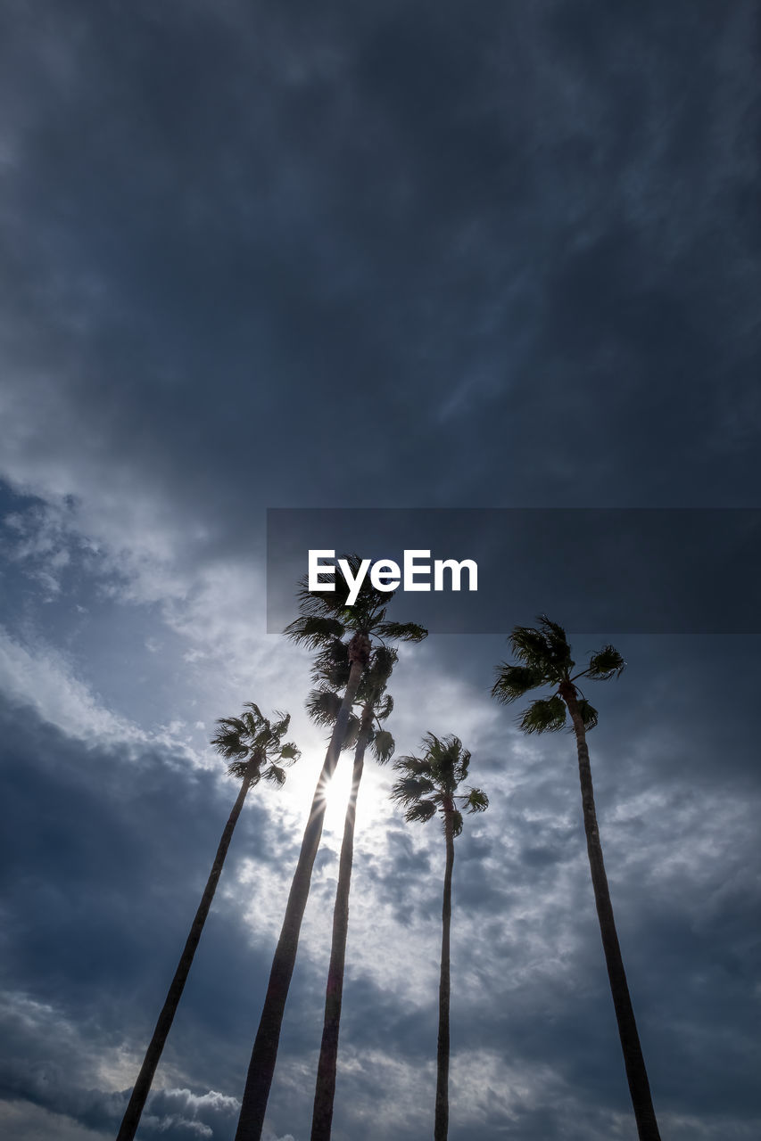 LOW ANGLE VIEW OF PALM TREE AGAINST SKY