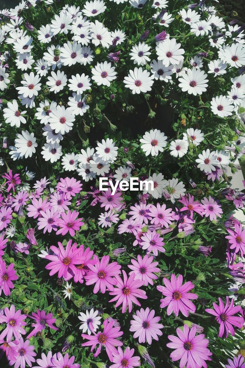 High angle view of pink flowering plant