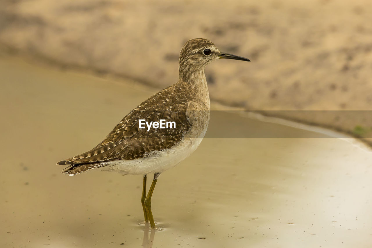 Close-up of bird perching at beach
