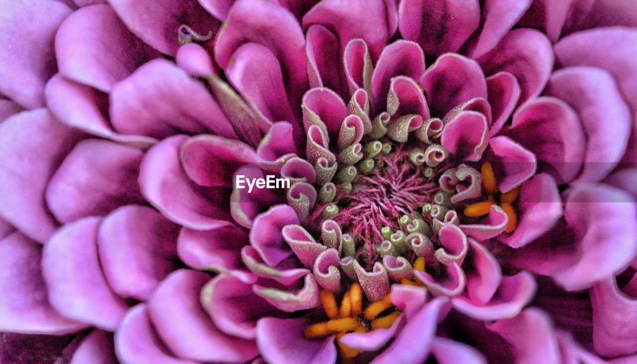 Close-up of pink dahlia