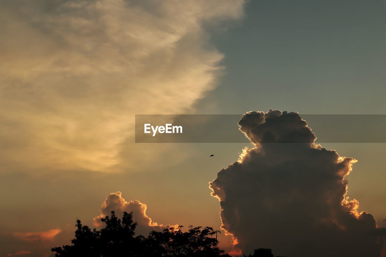 LOW ANGLE VIEW OF SILHOUETTE TREES AGAINST ORANGE SKY