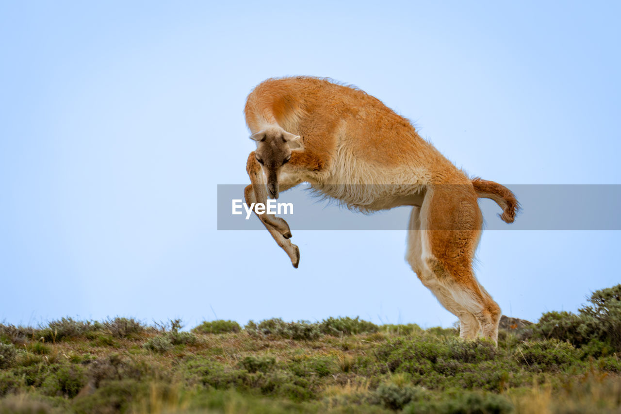 animal, animal themes, mammal, animal wildlife, one animal, wildlife, jumping, no people, nature, motion, sky, full length, side view, day, running, blue, outdoors, mid-air, plant, copy space