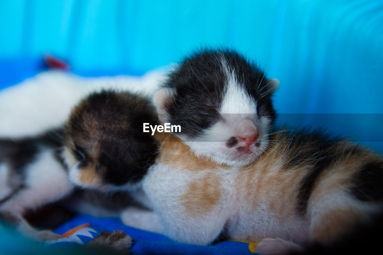 CLOSE-UP OF TWO CATS SLEEPING