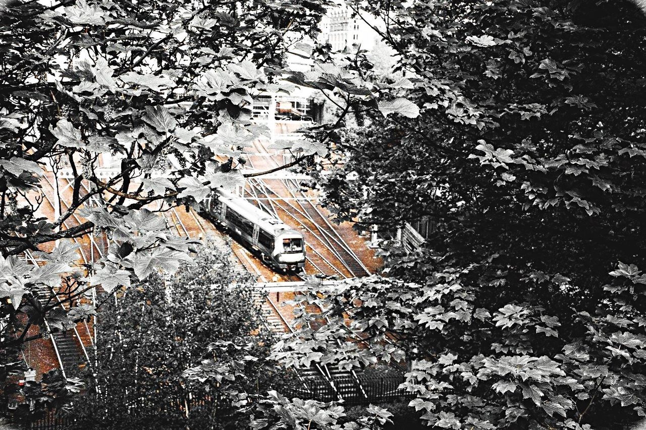 VIEW OF TREES AND BUILDING