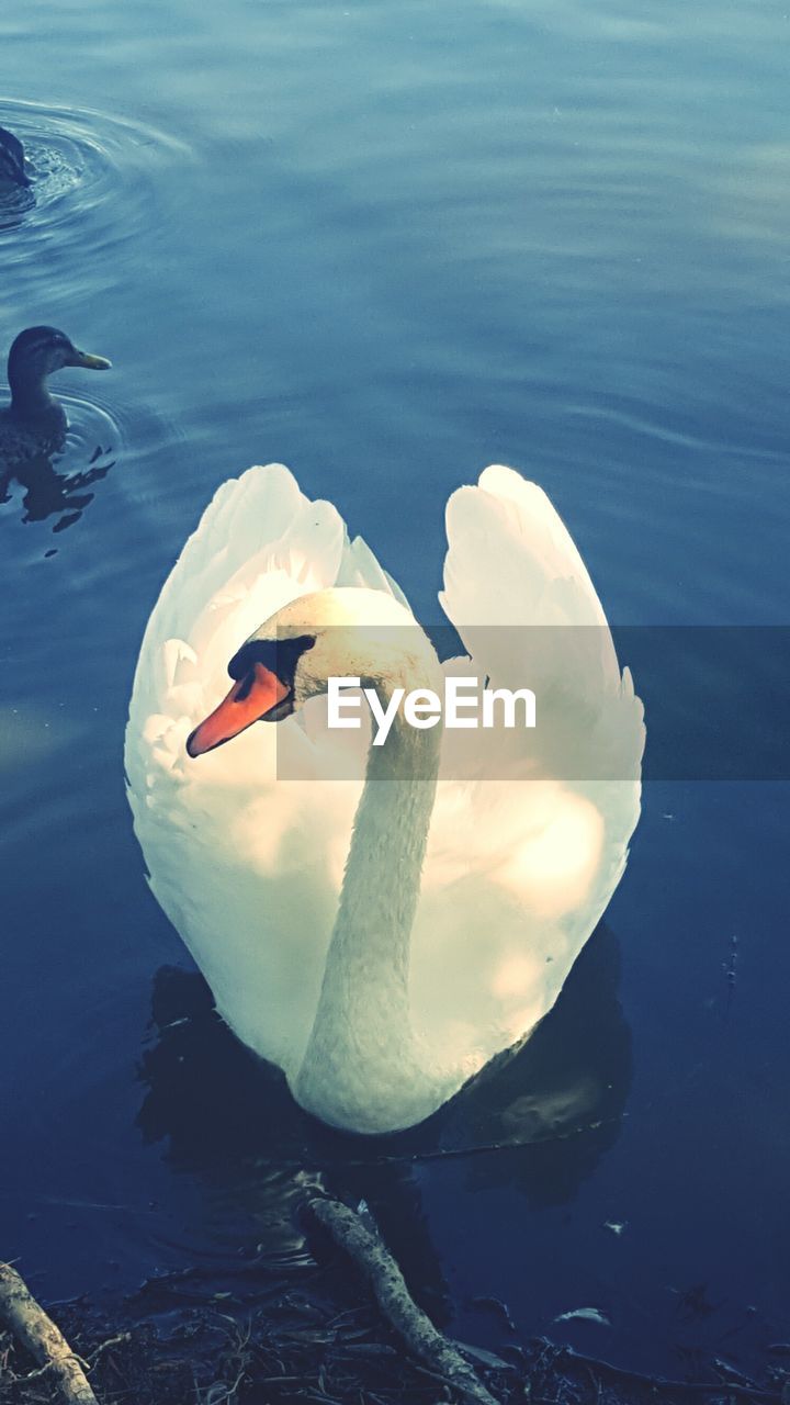 SWAN SWIMMING ON LAKE