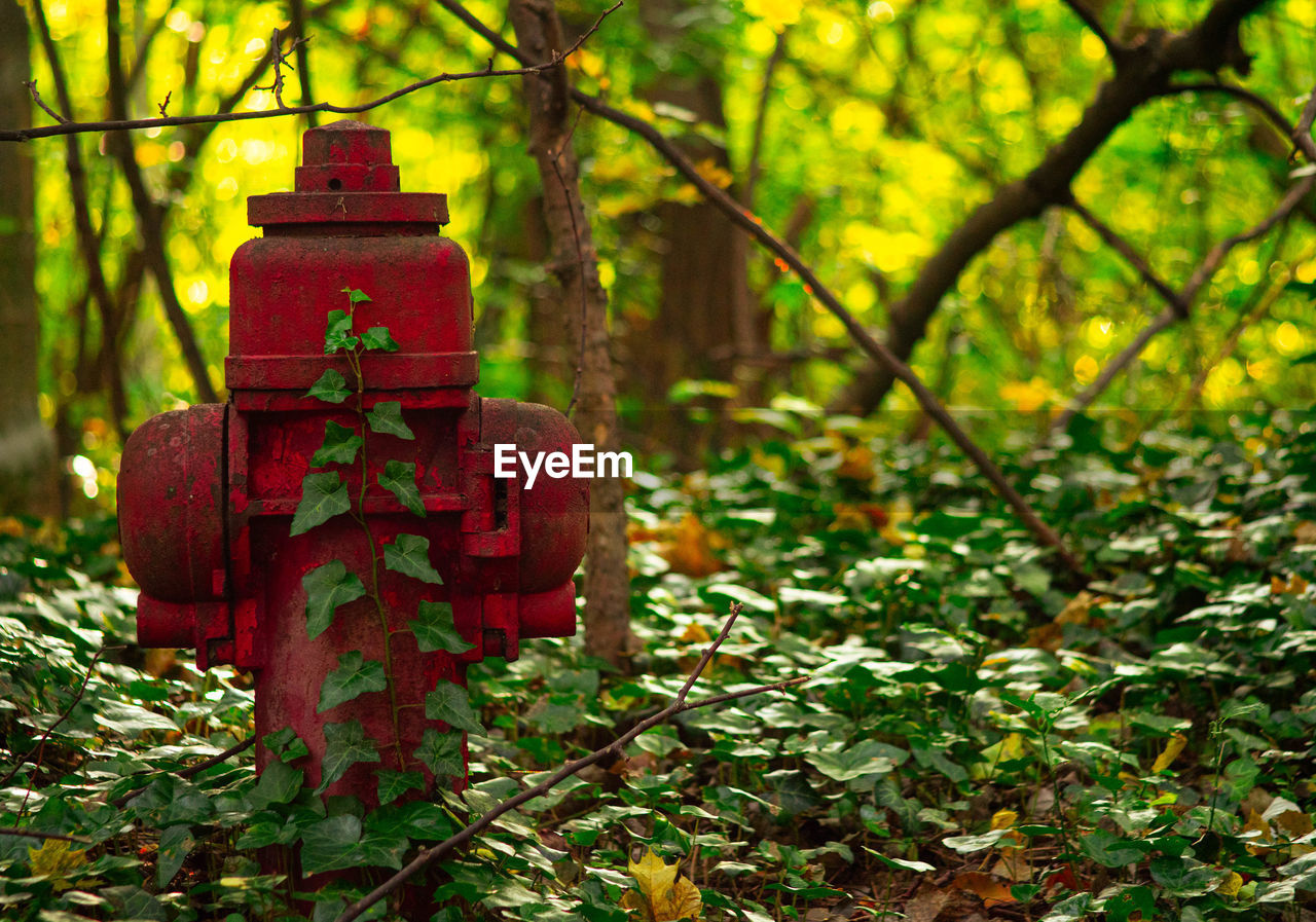 Close-up of fire hydrant in the forest