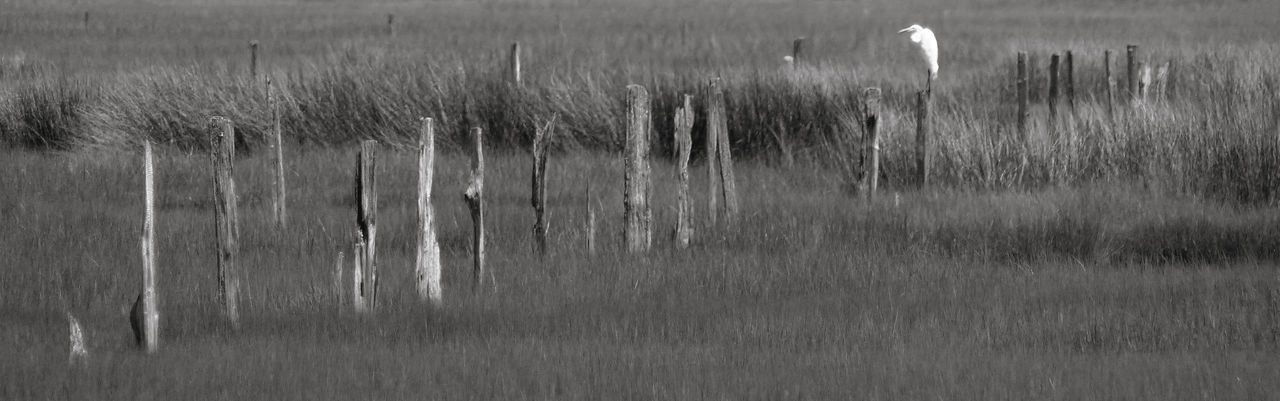 VIEW OF WHEAT FIELD