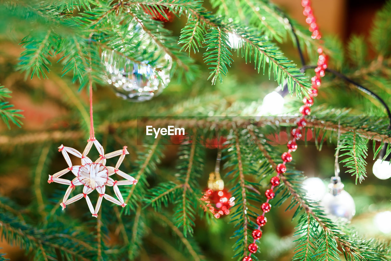 CLOSE-UP OF CHRISTMAS TREE WITH PLANT