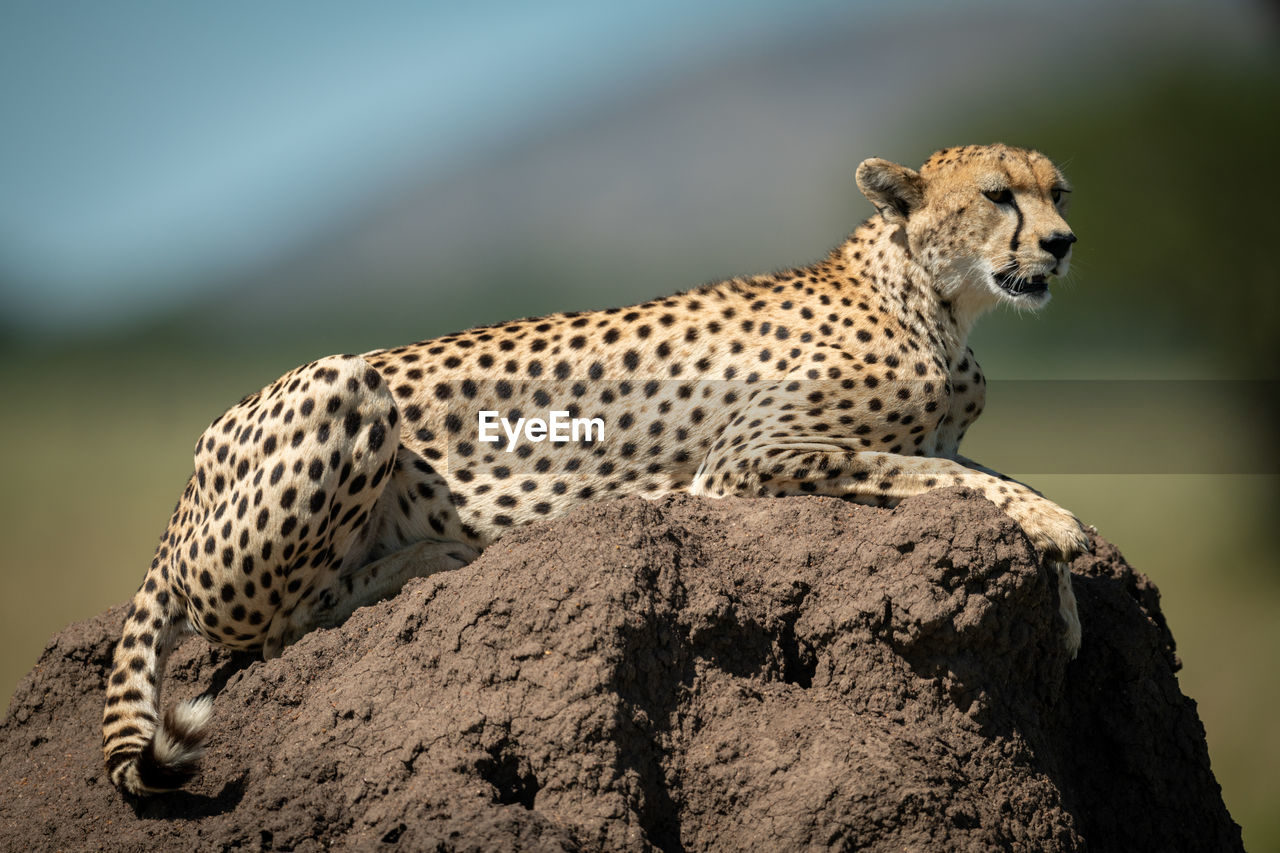 Close-up of cheetah sitting on rock