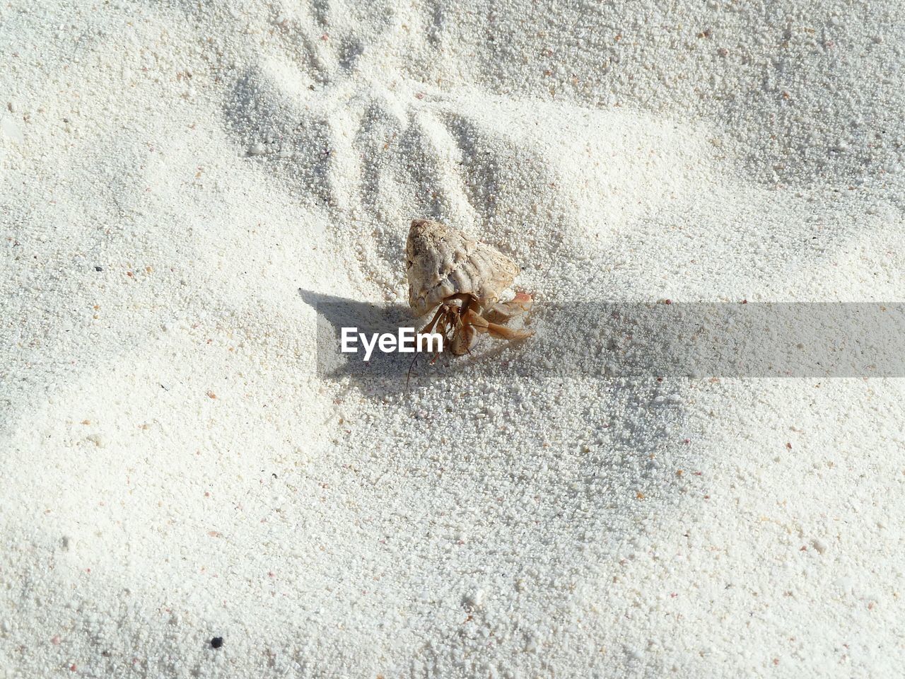 High angle view of crab on sand