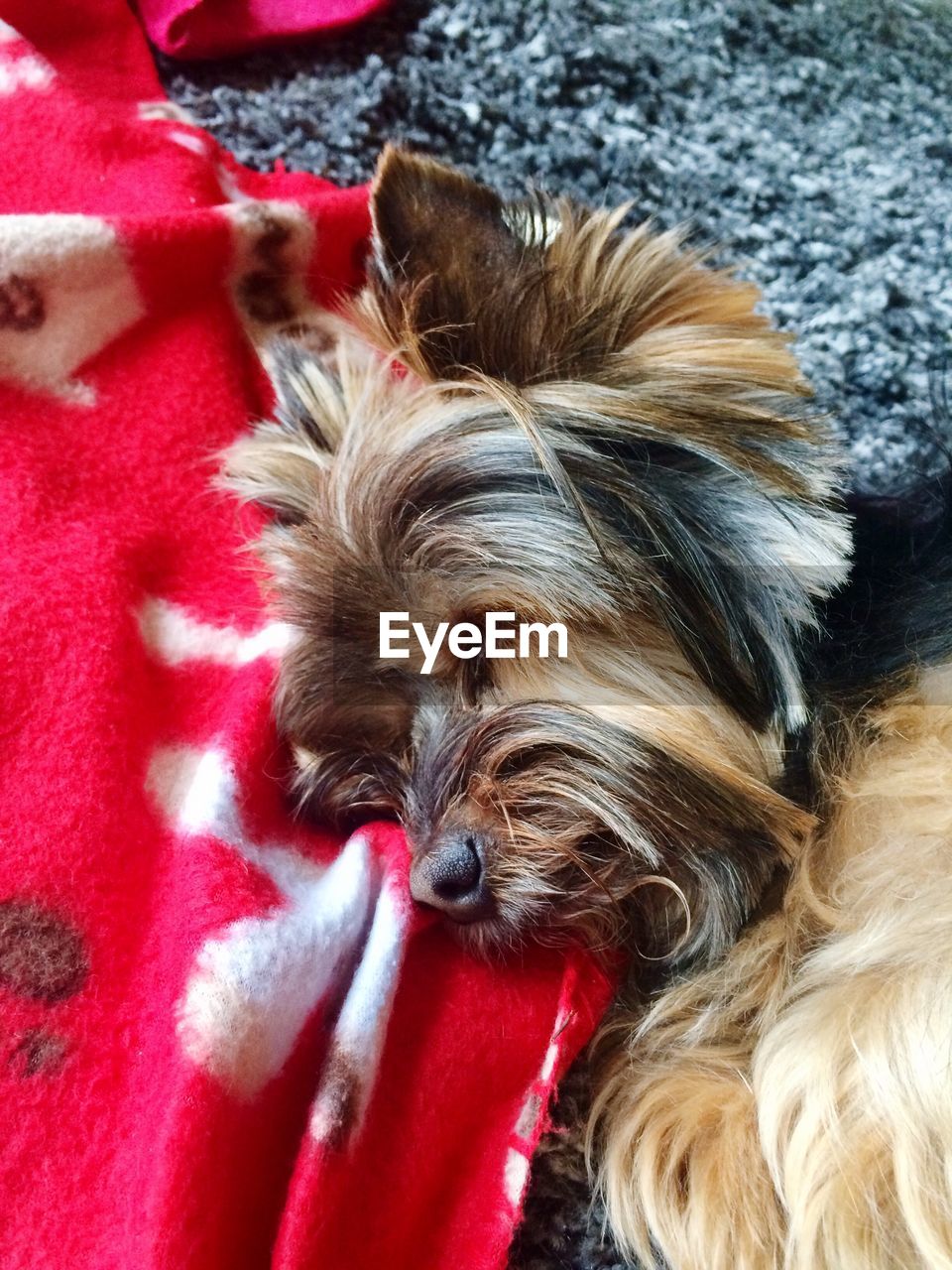 CLOSE-UP OF DOG RELAXING ON RED CARPET