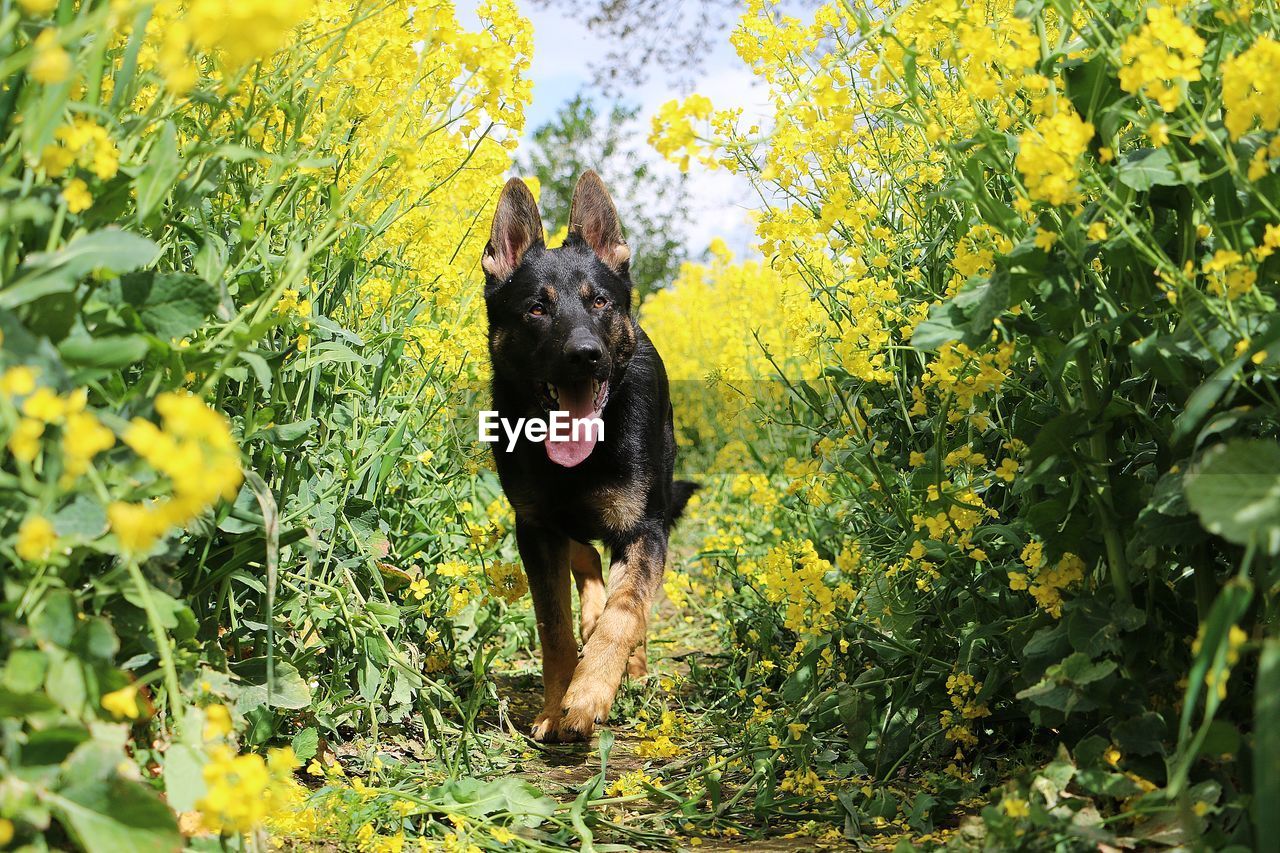 Beautiful small black and young german shepherd dog is walking in a rapeseed field in the sunshine