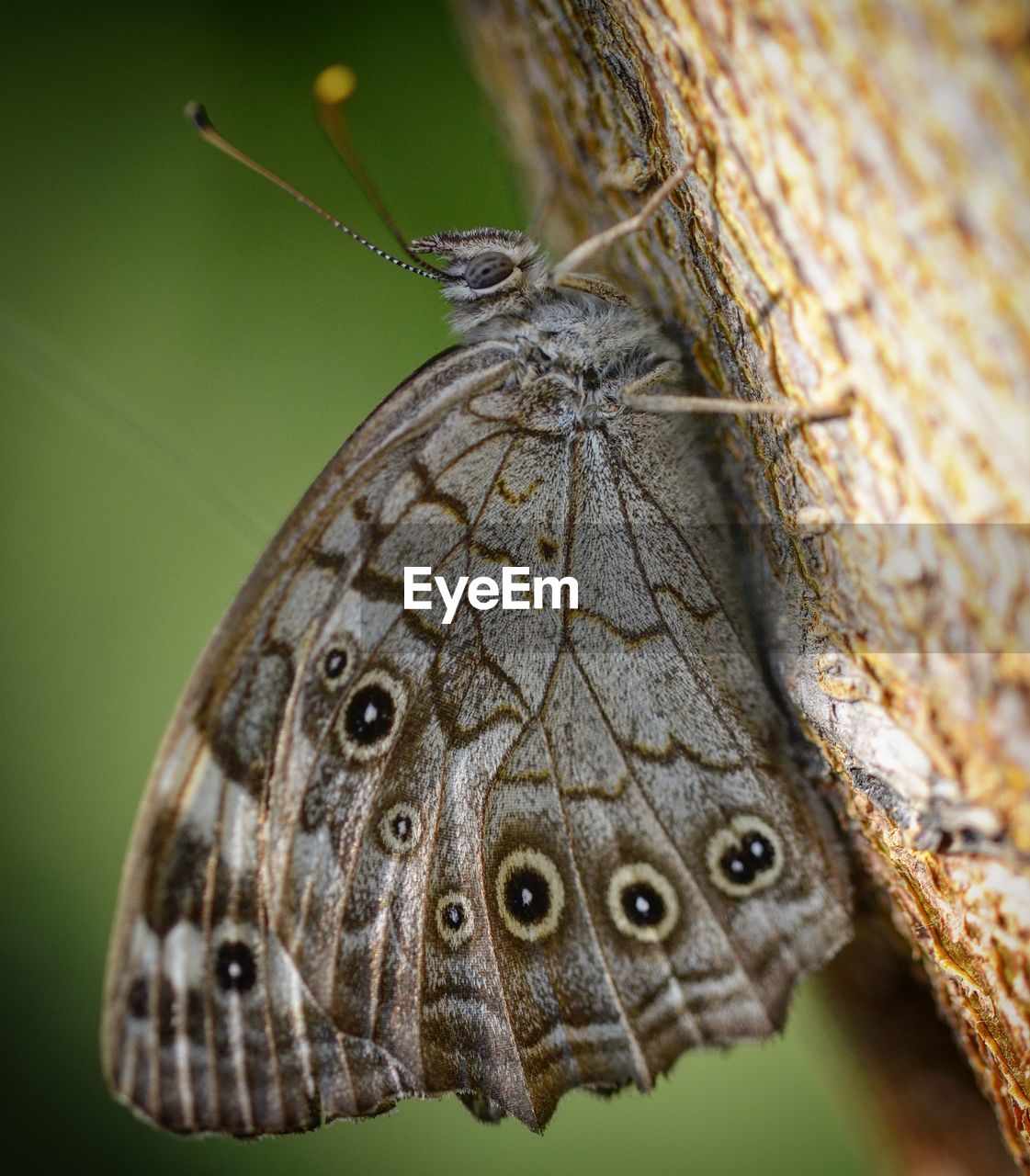 CLOSE-UP OF BUTTERFLY ON A LEAF