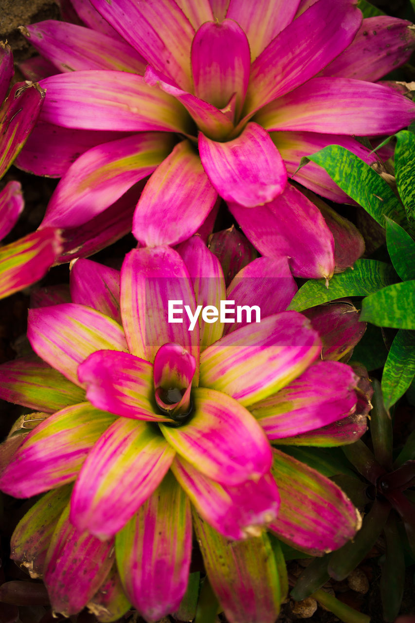 Close-up of pink dahlia