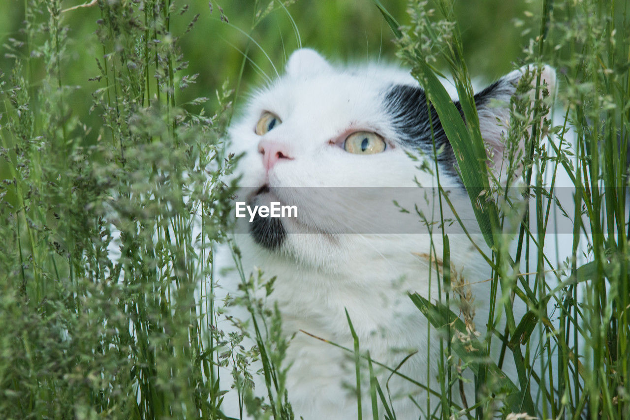 cat, grass, animal themes, animal, pet, mammal, one animal, domestic animals, plant, feline, domestic cat, felidae, flower, whiskers, small to medium-sized cats, green, portrait, animal body part, nature, no people, looking, meadow, looking at camera, animal head, eye, outdoors