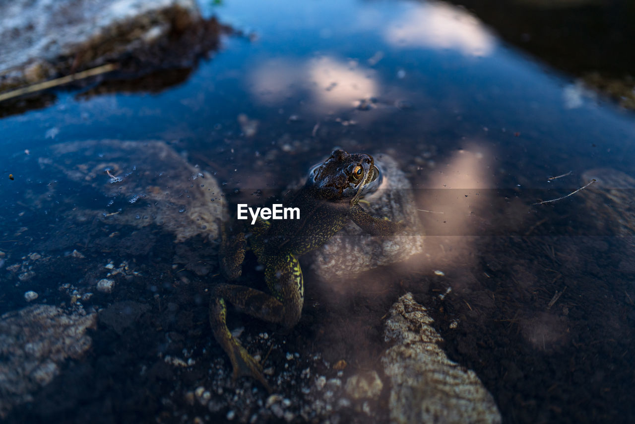 Frog and clouds in water reflection