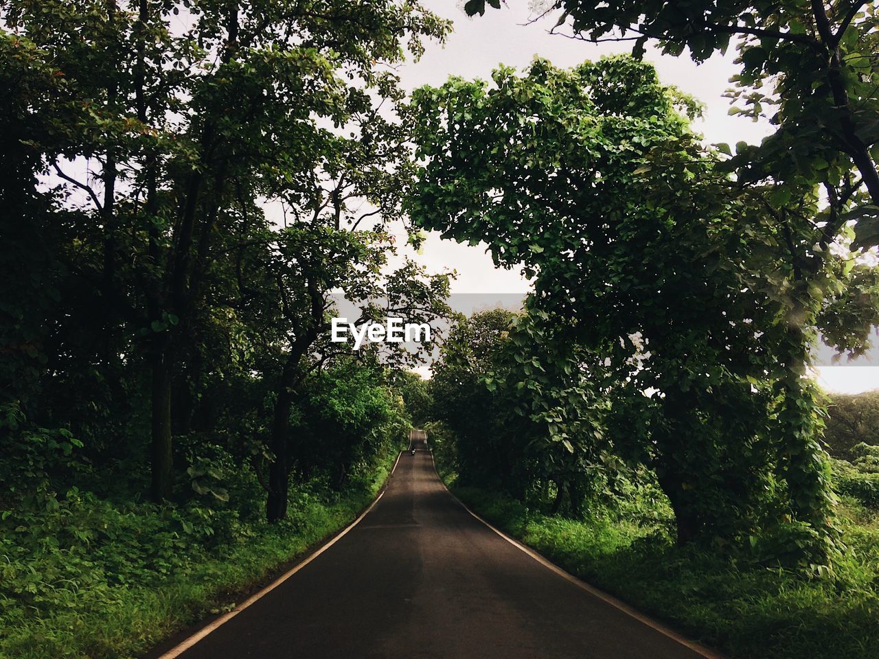 Empty road amidst trees in forest