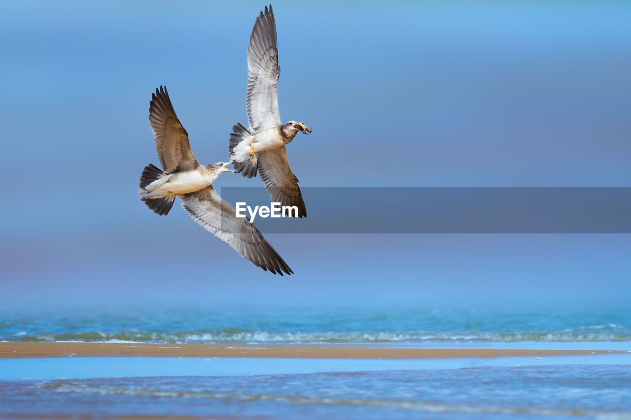 SEAGULL FLYING OVER SEA