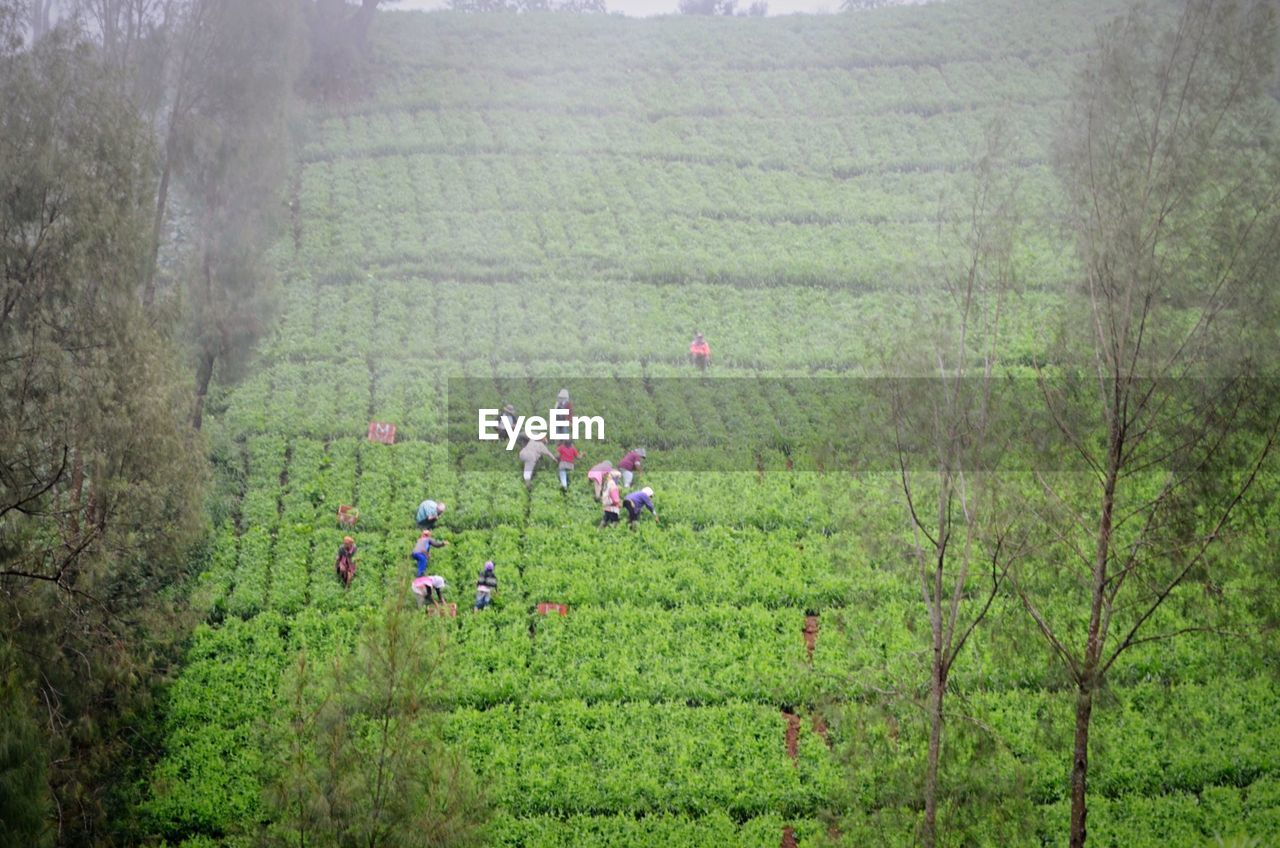 High angle view of people on agricultural farm