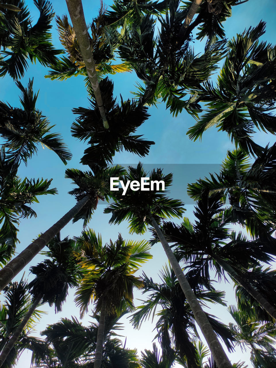 low angle view of palm trees against blue sky