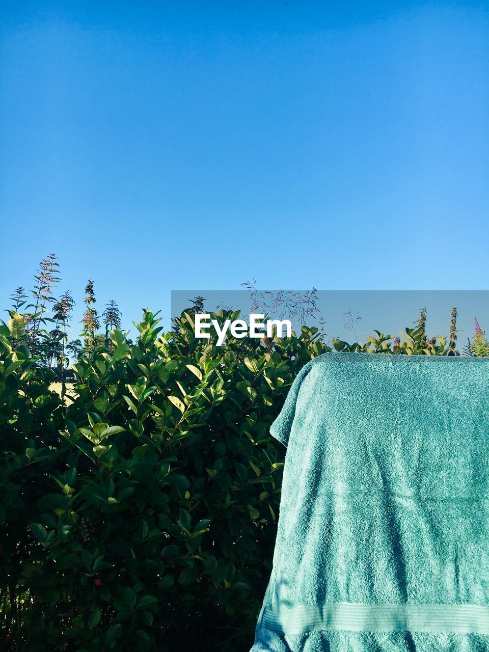 Low angle view of plants against clear blue sky