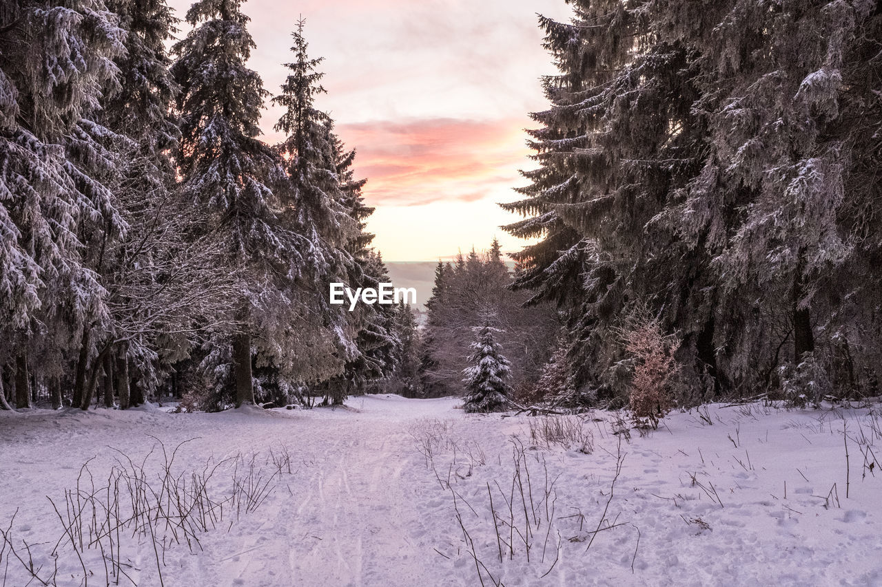 Trees on snow covered landscape against sky